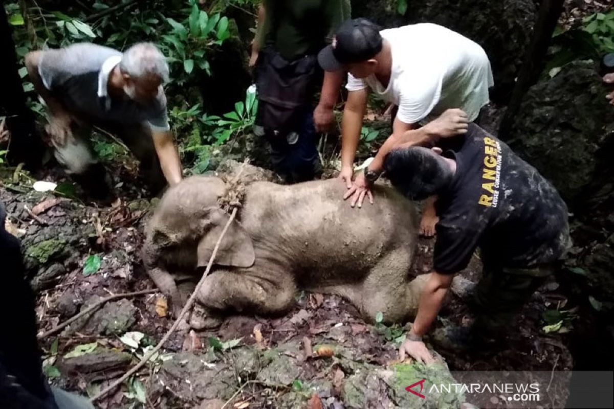 Anak gajah luka terjerat di Aceh Timur mulai membaik