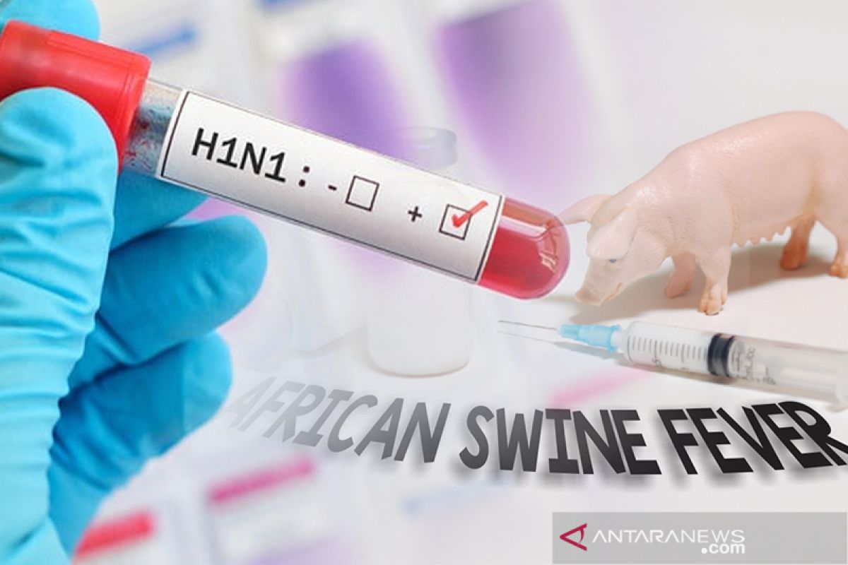 Kemenkes waspadai kemungkinan penularan flu babi pada manusia