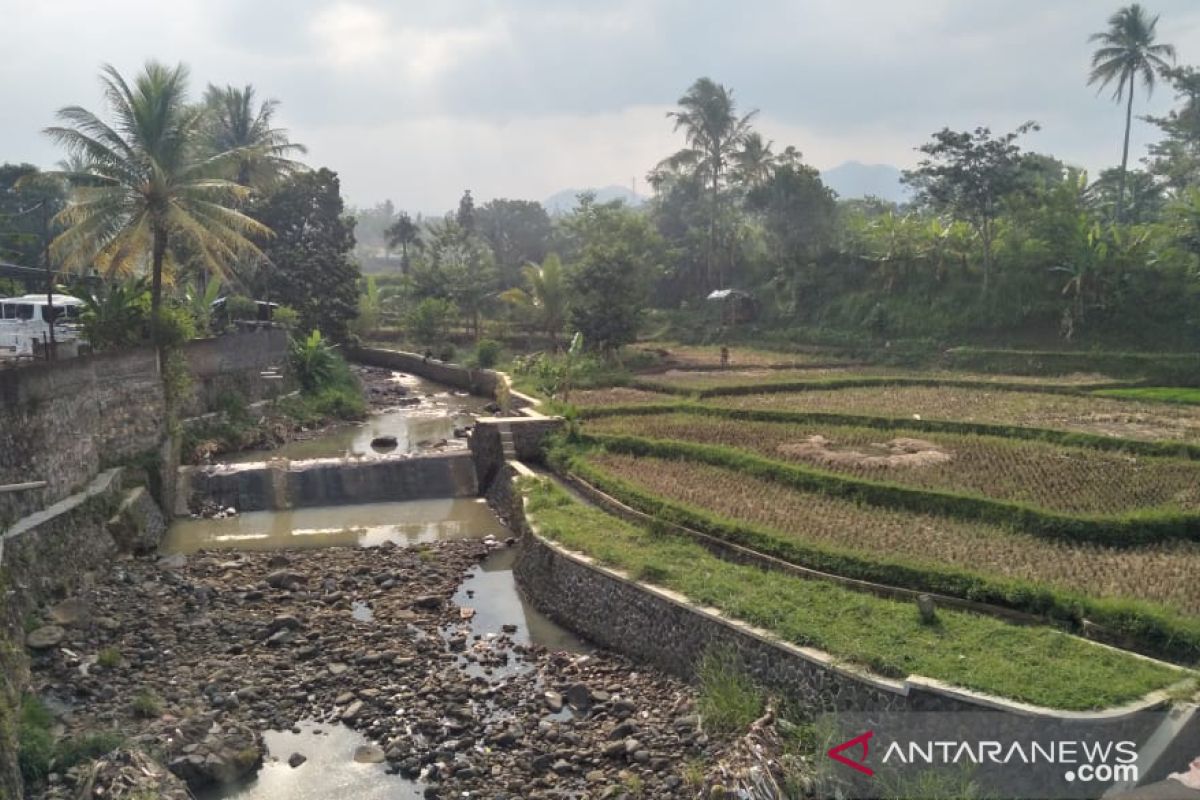 Puluhan hektare sawah di Cianjur alami gagal panen
