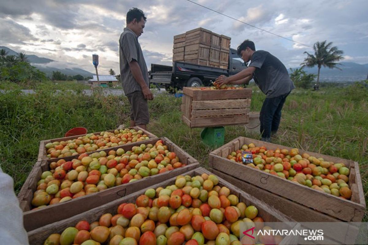 Petani di Kabupaten Sigi panen raya tomat