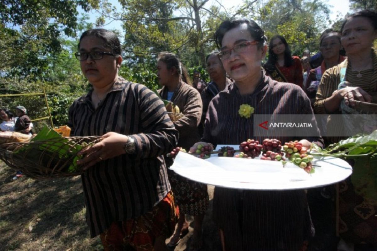 Panen raya kopi "Karanganjar" Blitar diawali ritual 'manten kopi'