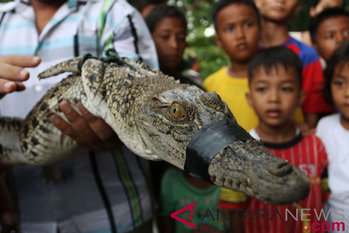 Buaya muncul di pemukiman penduduk, warga heboh