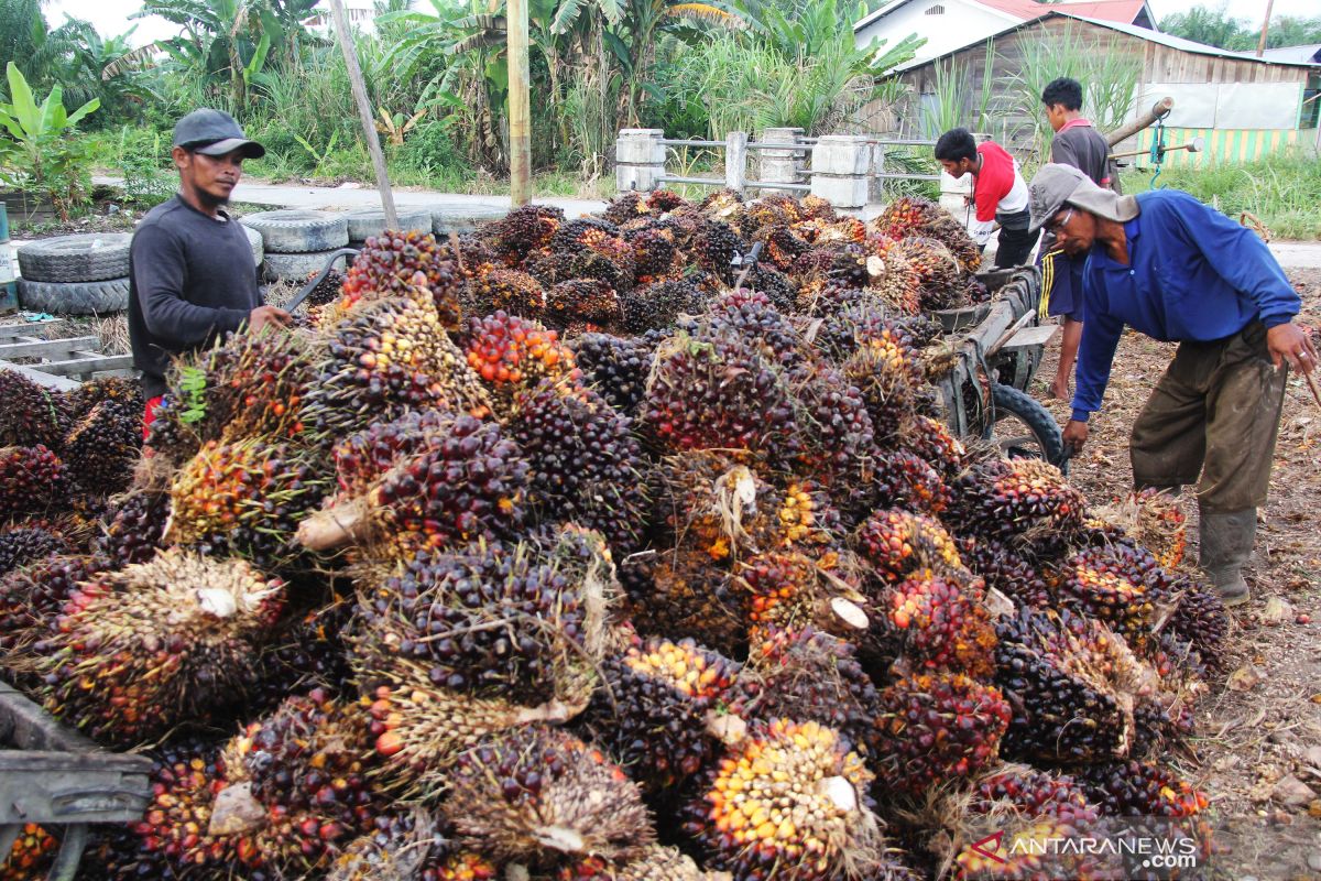 Harga minyak mentah anjlok, picu penurunan harga sawit Riau