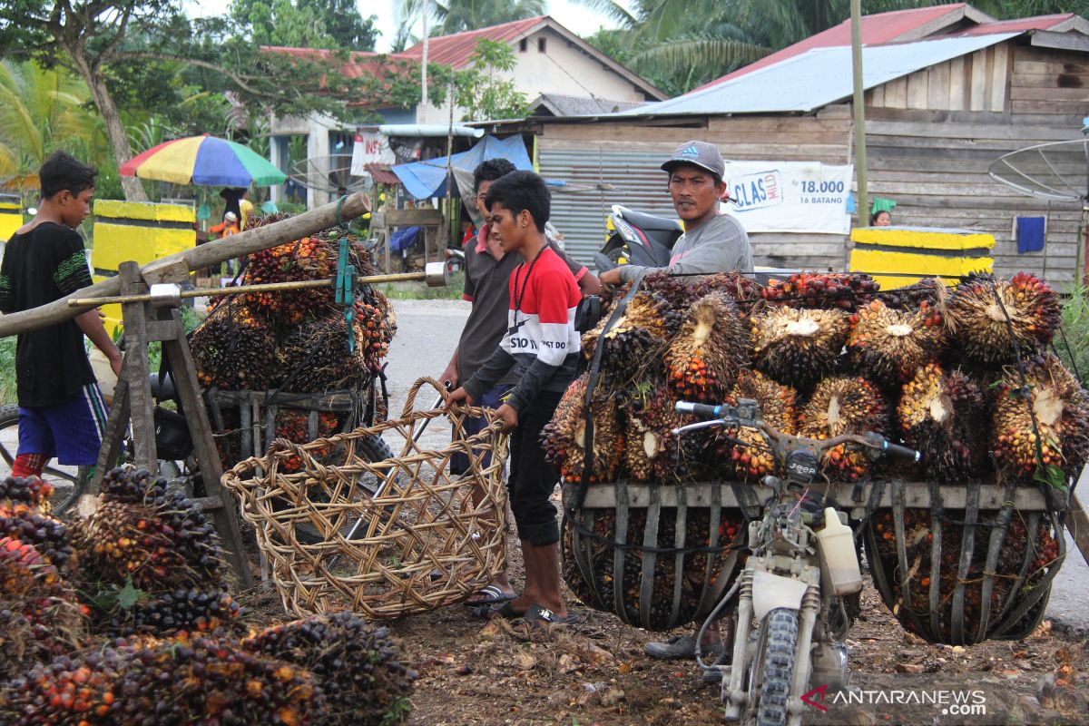 Harga TBS anjlok, petani kelapa sawit terancam miskin