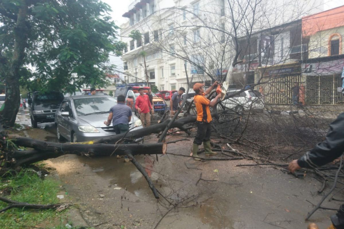 Cuaca buruk, sepuluh pohon tumbang di Padang
