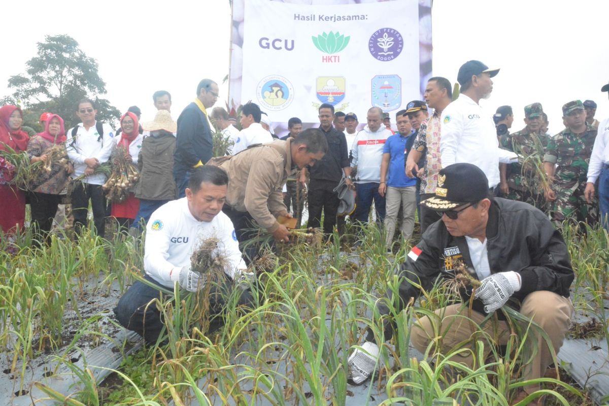 Fachrori panen perdana bawang putih di Merangin