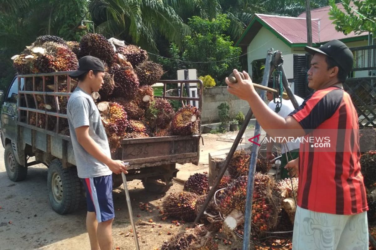 Harga sawit di Mukomuko naik berturut-turut