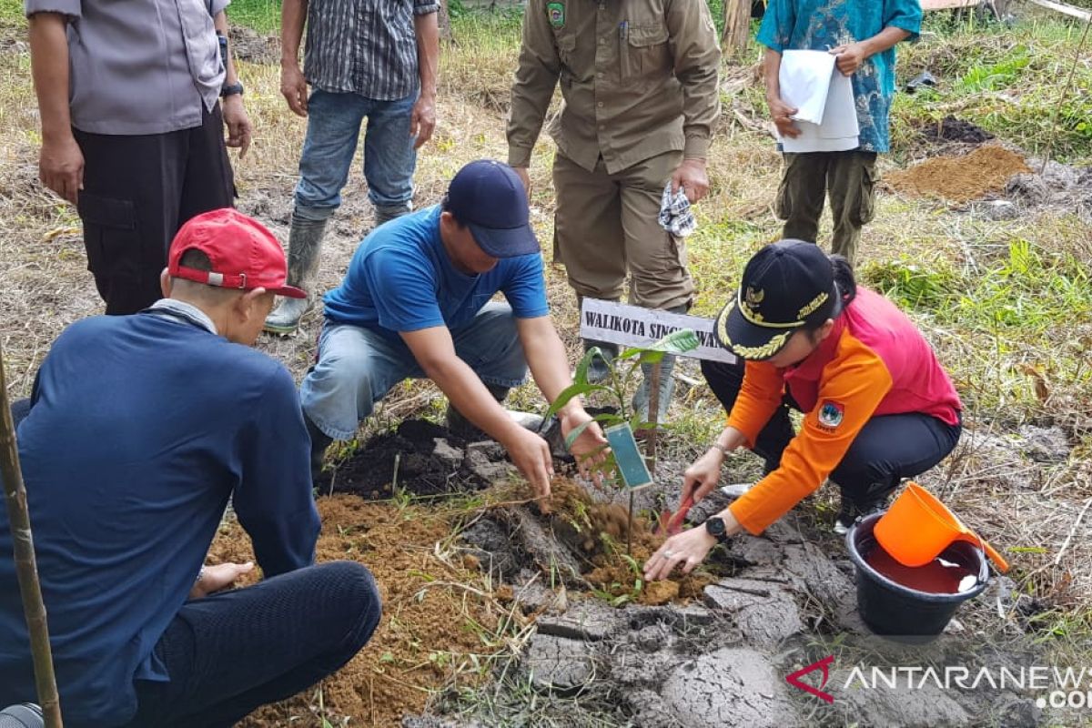 Singkawang budi dayakan padi bebas residu pestisida