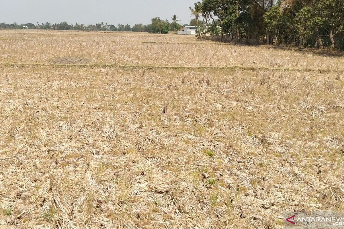 Areal sawah enam kecamatan di Karawang rawan kekeringan