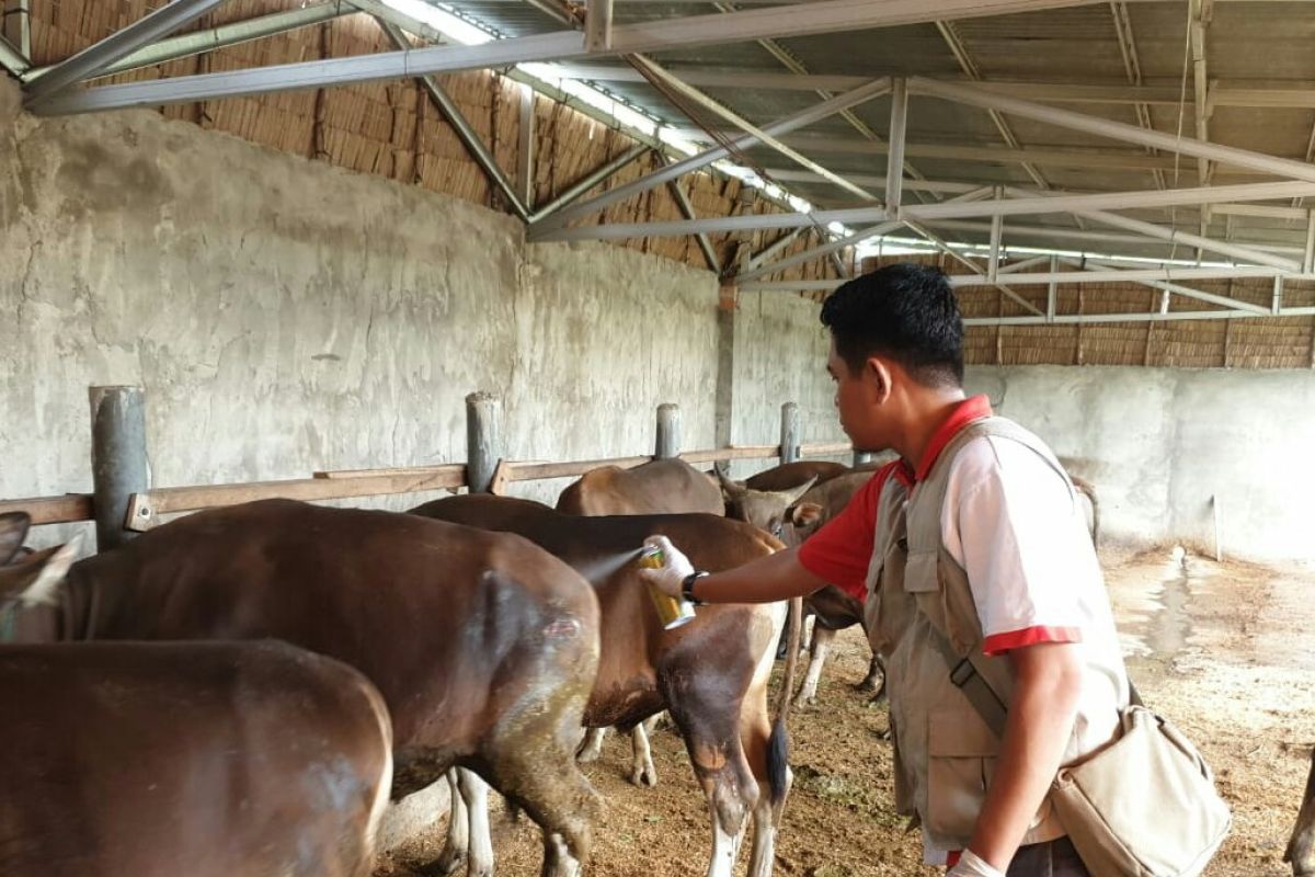 Jangan datangkan hewan kurban dari Gunung Kidul