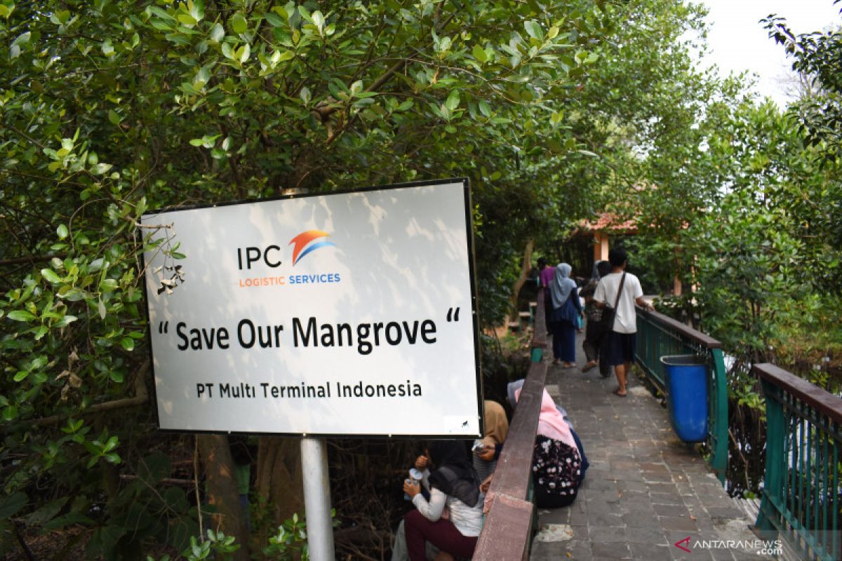Pemprov DKI tanam mangrove guna memperbaiki kualitas lingkungan