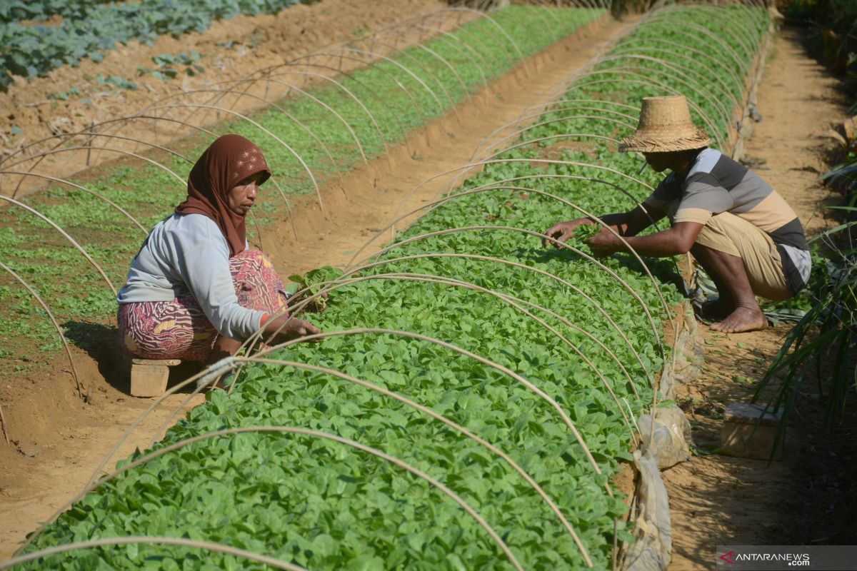 Cuaca mendukung, penyebaran benih tembakau petani lereng Sumbing lebih awal