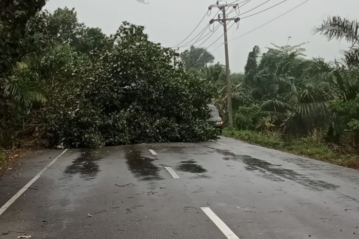 BMKG: Kecepatan angin kencang melanda Aceh 80  km/Jam