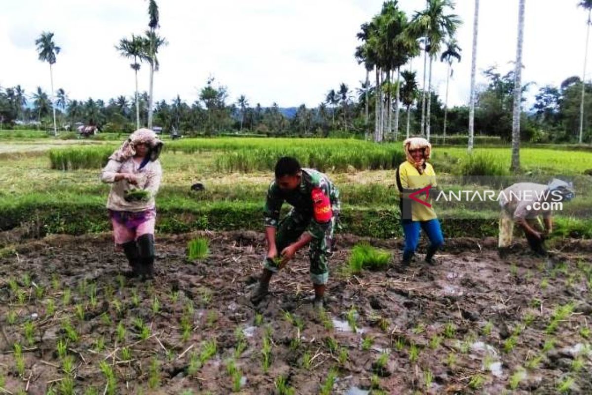 Babinsa Koramil 03/Sipirok dampingi petani tanam padi sawah