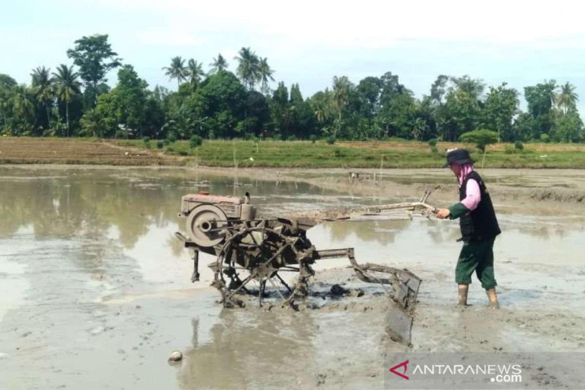 Di Simalungun, Mahasiswa Polbangtan bantu olah lahan petani