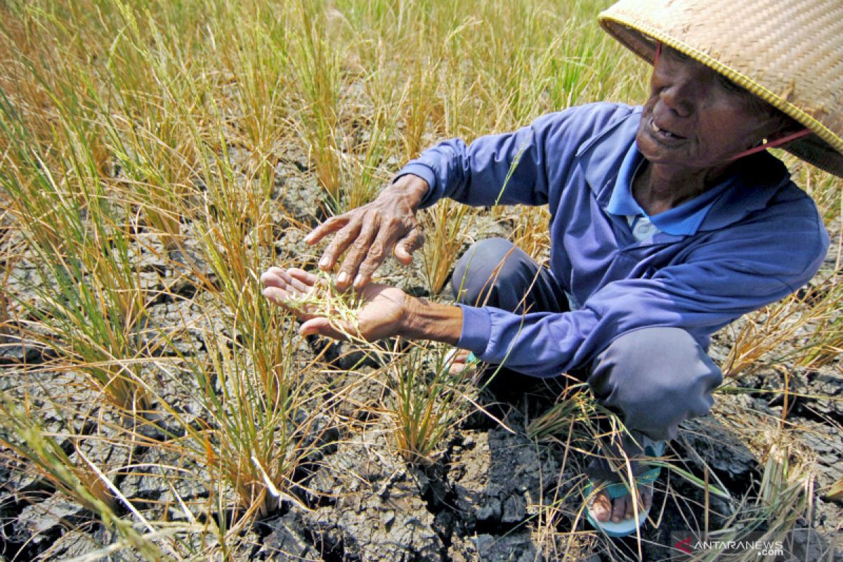 Tiga daerah di Jabar ini alami kekeringan