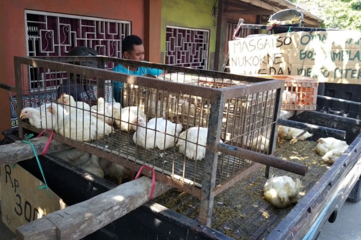 Harga anjlok, peternak di Blitar obral ayam potong