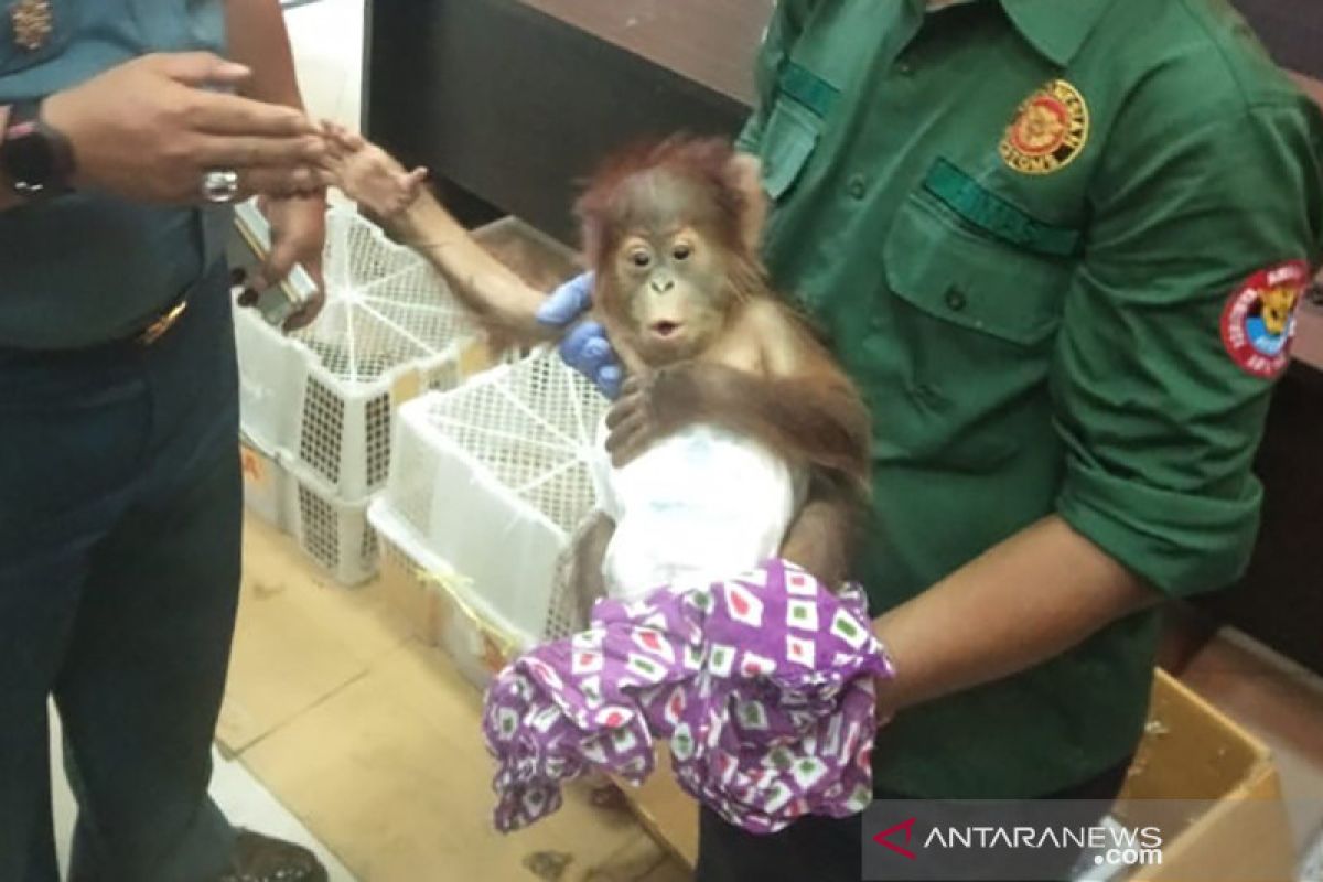 Tim gabungan Bea Cukai Dumai gagalkan penyelundupan orangutan