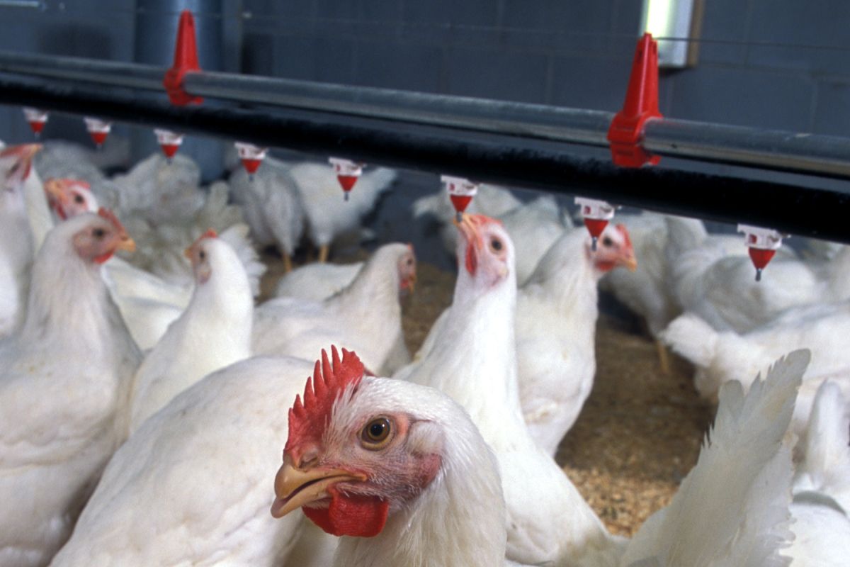 China diminta buktikan sayap ayam terkena virus corona