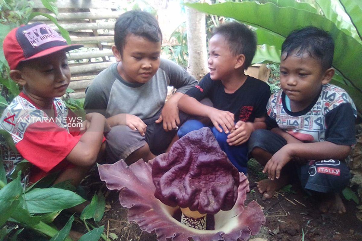 Amophophallus paeonifolius mekar di pekarangan warga Pasar Pedati