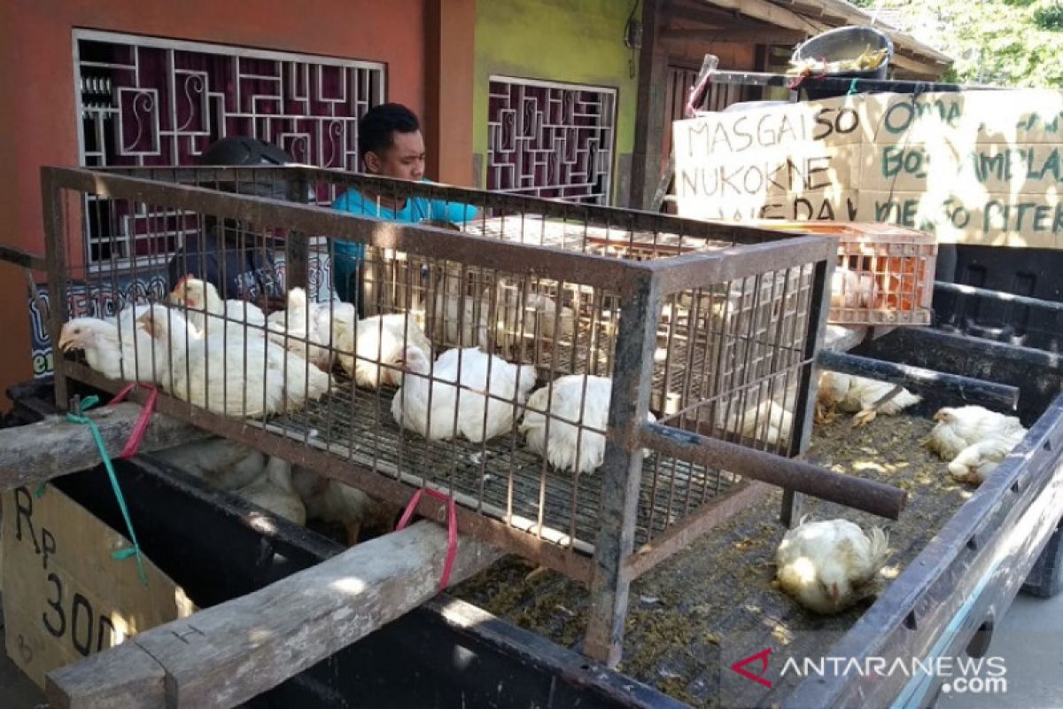 Akibat harga turun, peternak bagikan ayam ke warga