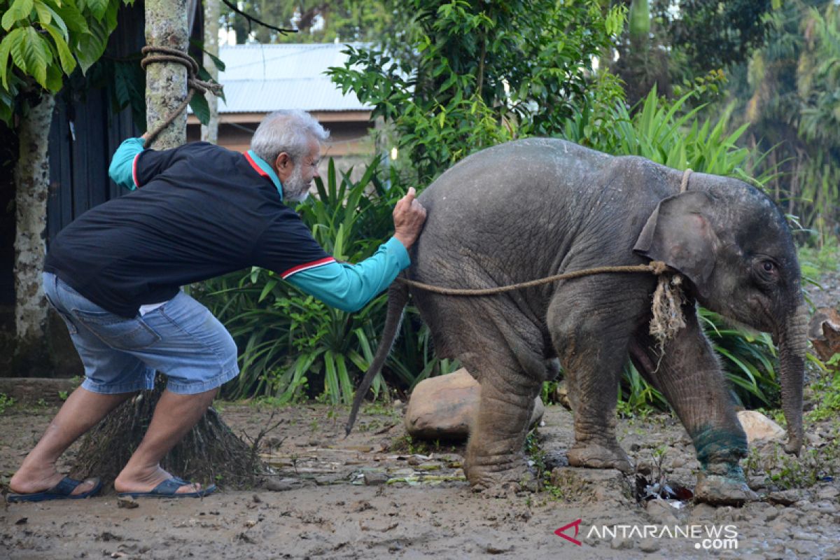 Anak gajah terkena jerat semakin membaik