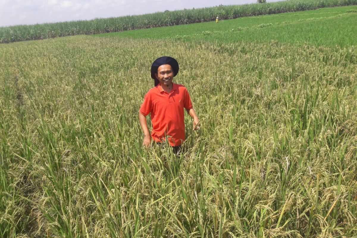 Petani padi waspadai ancaman kekeringan tahun ini