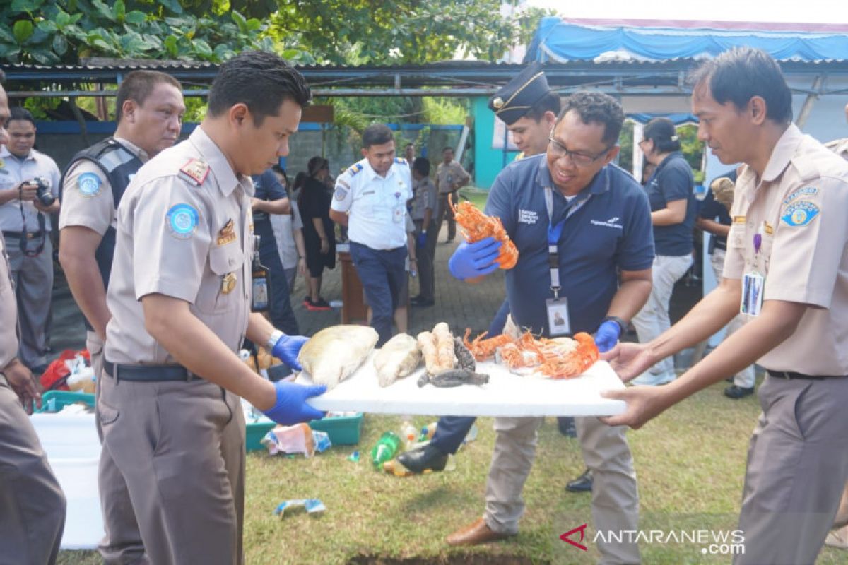 BKIPM Manado musnahkan komoditas perikanan tak berizin