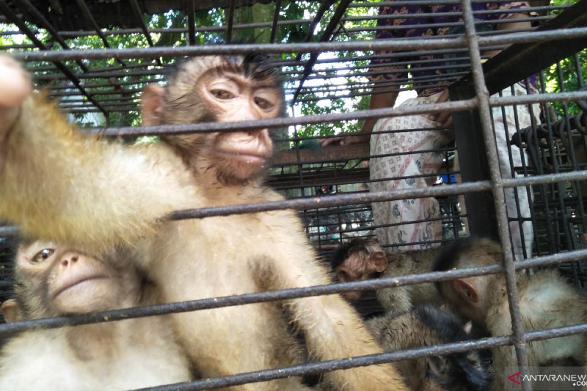 Di Festival Pesona Gandoriah ada lomba beruk panjat kelapa