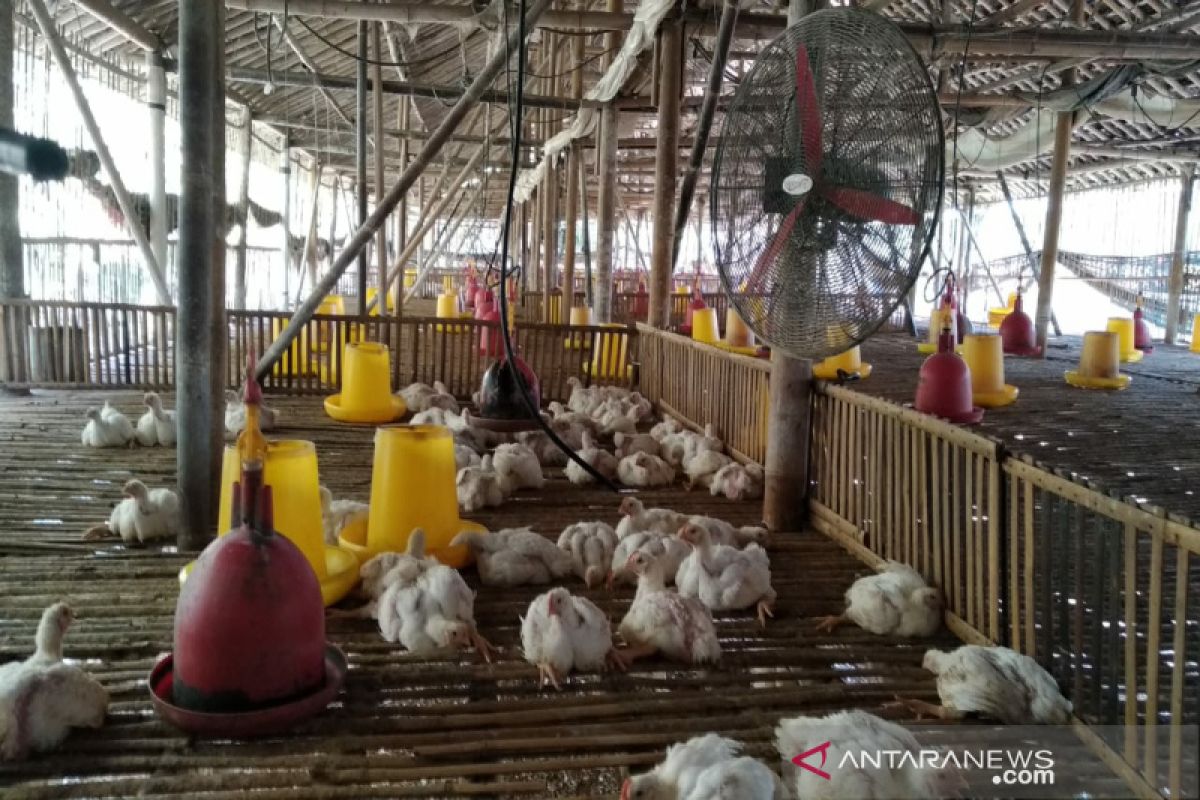 Harga ayam melorot, peternak Gunung Kidul kosongkan kandang