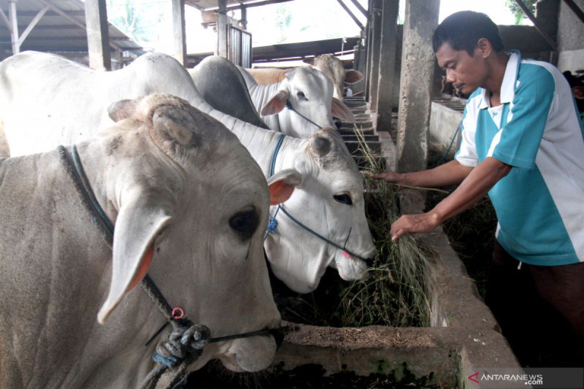 Populasi sapi potong Indonesia meningkat, Jatim penyumbang terbesar