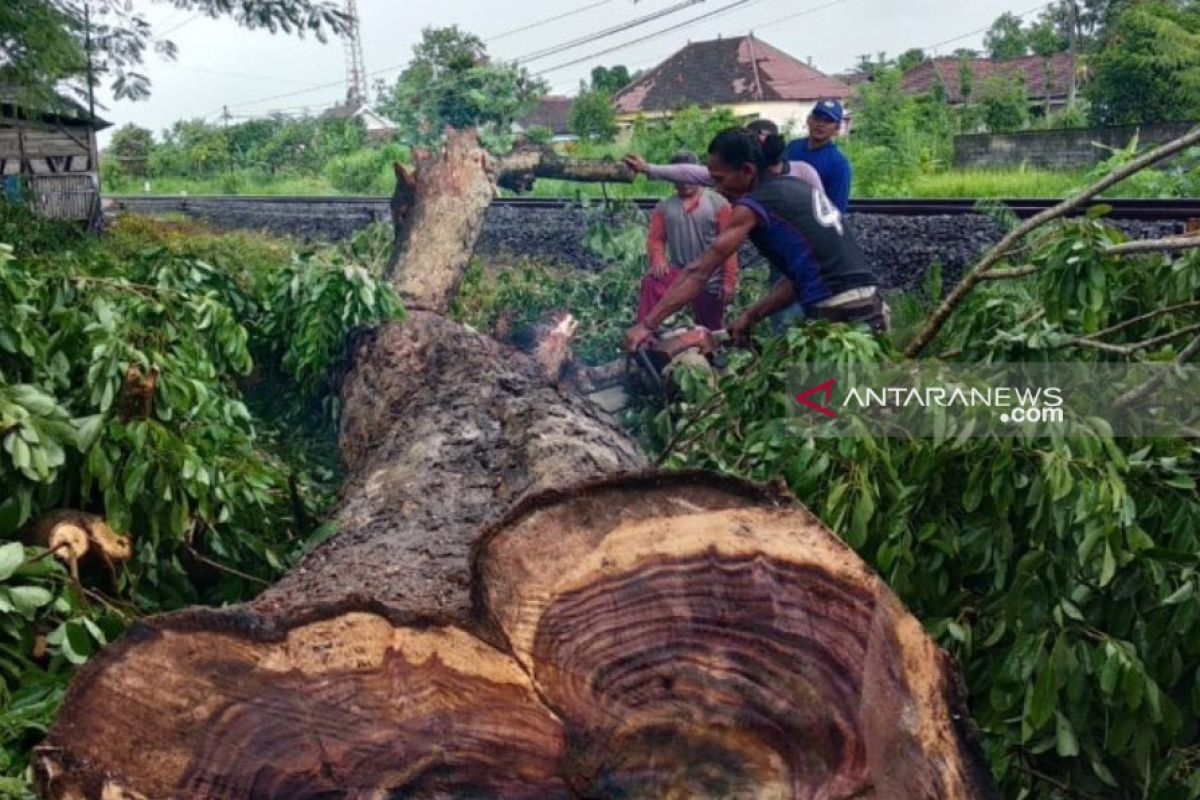 JPIK: Polisi belum tindak lanjuti kasus pembalakan kayu sonokeling