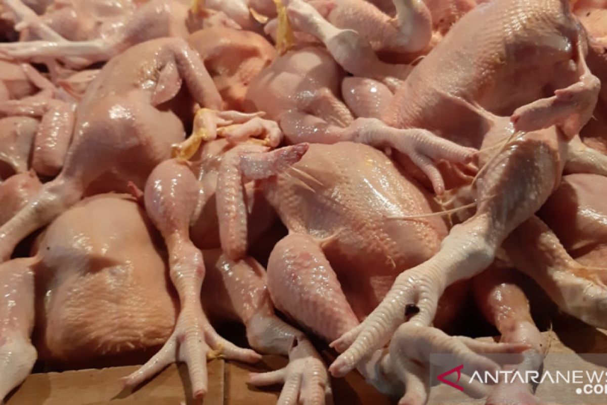 Harga daging ayam ras di Pontianak masih tinggi