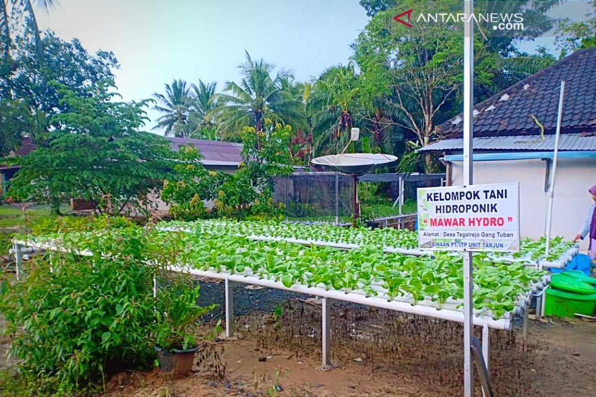 Indocement trains farmers in Kotabaru with hydroponic