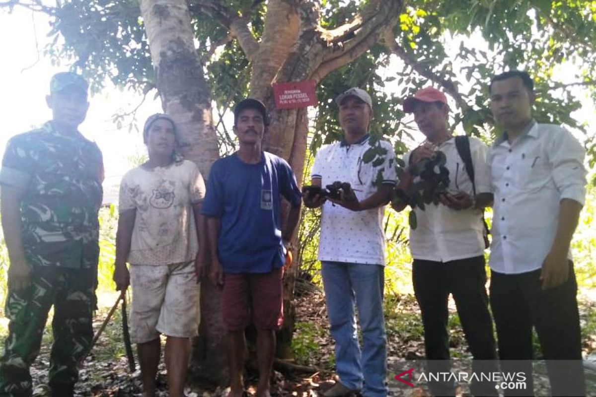 Ikon baru Pesisir Selatan, jengkol