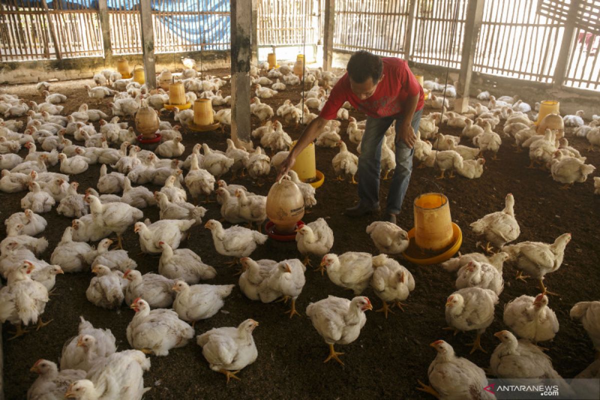 Pemkab : peternak ayam Bantul tidak rugi meski harga per ekor anjlok