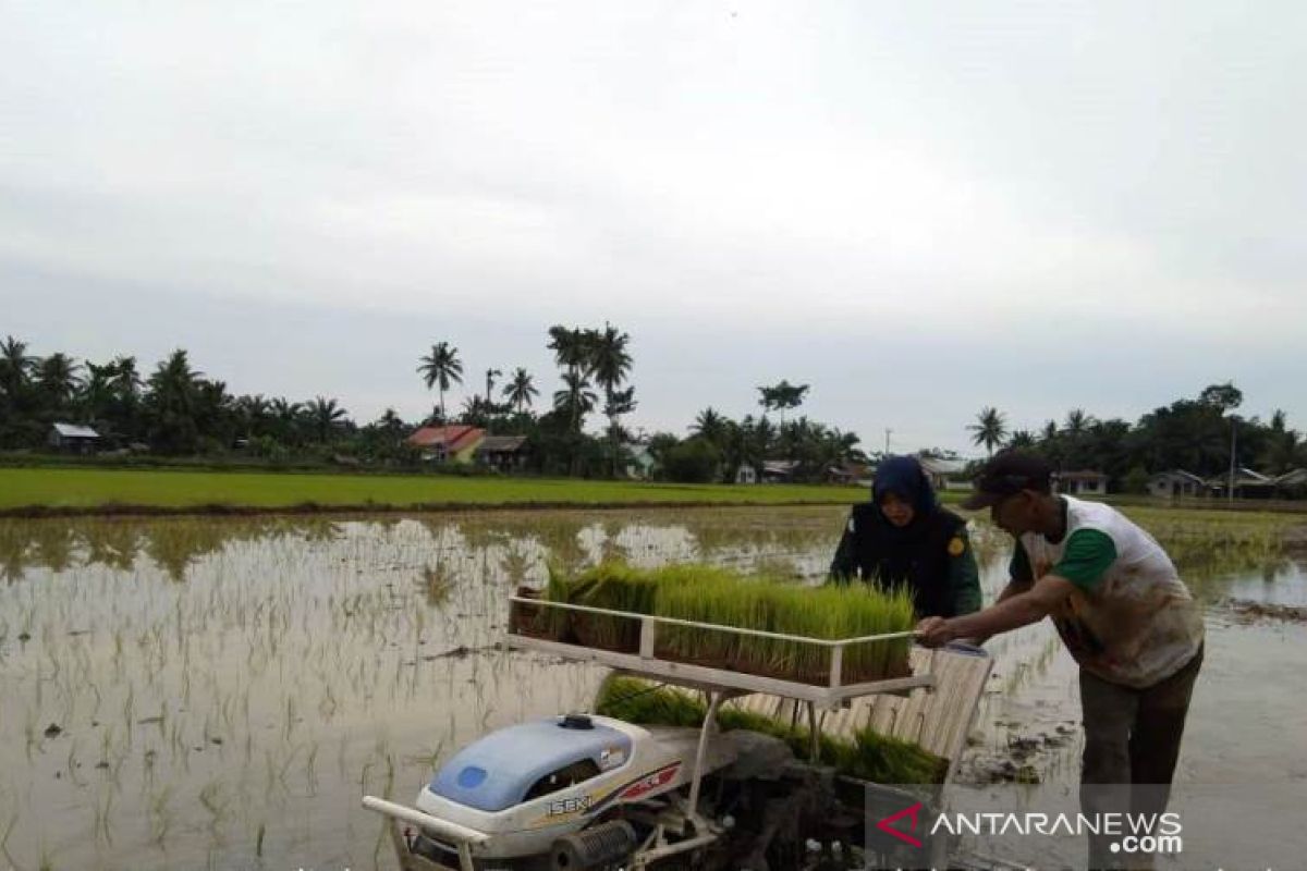 Mahasiswa Polbangtan bantu tanam padi petani Langkat gunakan Transplanter
