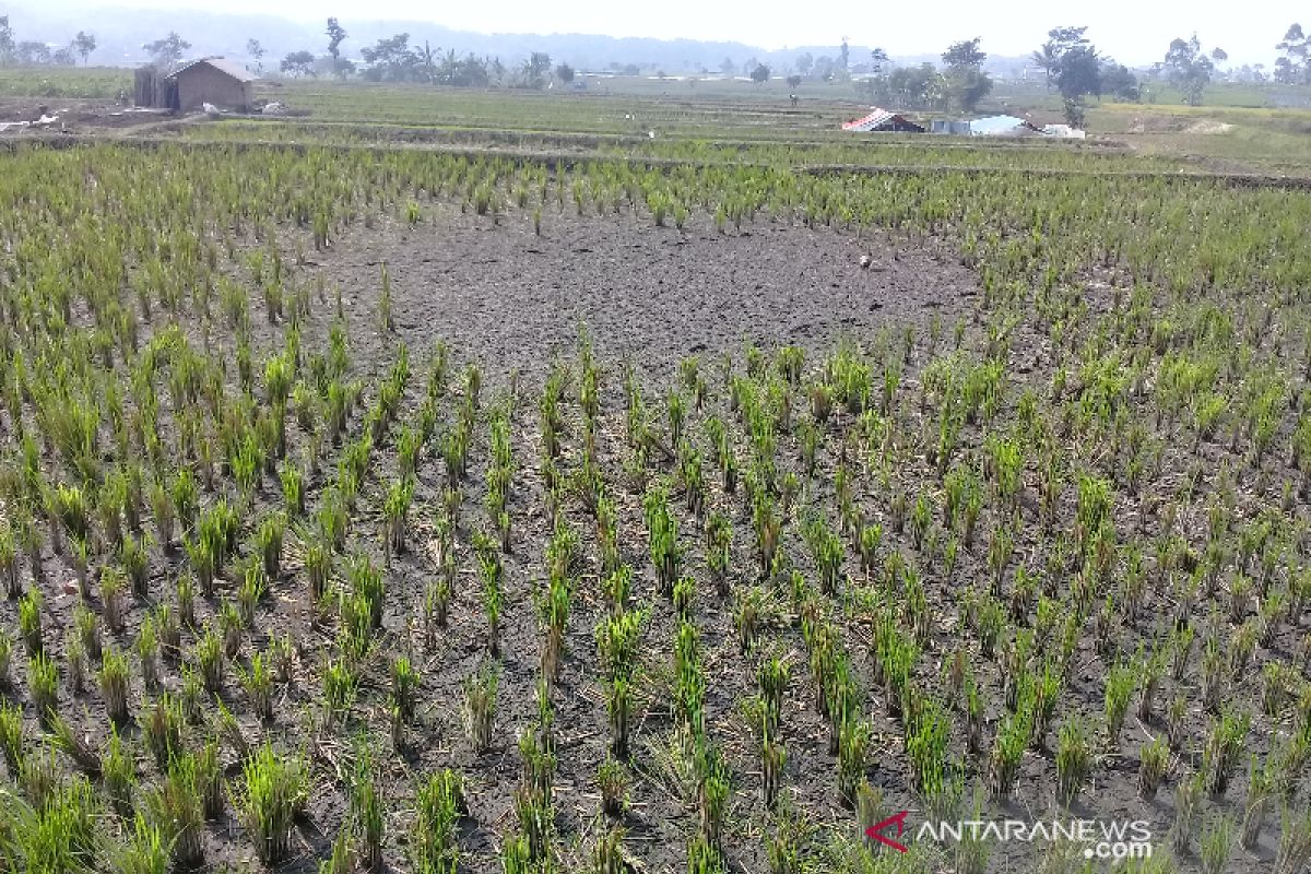 Kekeringan mulai melanda lahan pertanian di Garut, Jabar