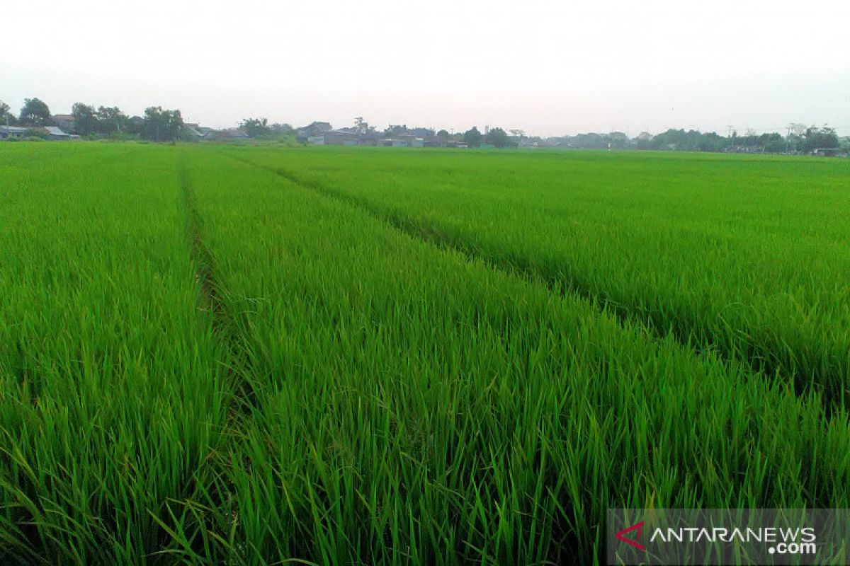 350 hektare sawah di lima kecamatan Purwakarta terancam kekeringan