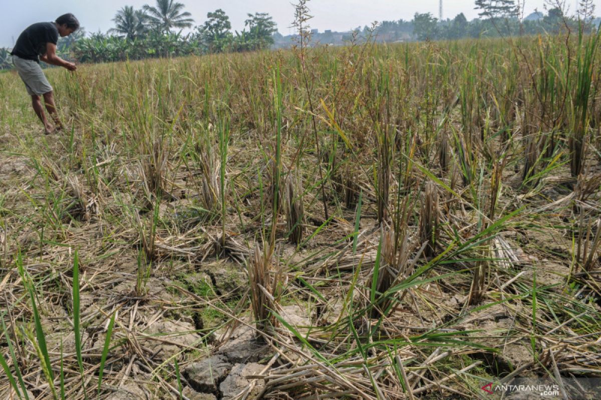 Upaya petani di Banten mengantisipasi  kekeringan