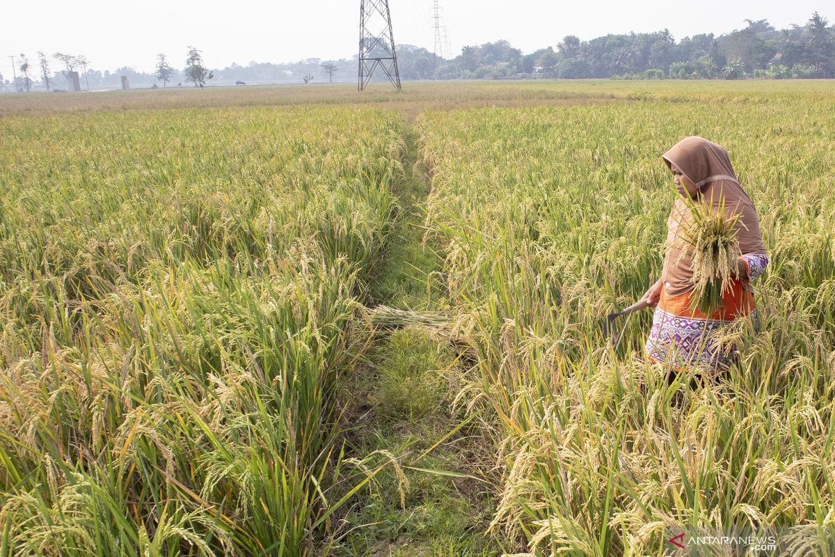 Petani Pesisir Selatan diajurkan ikut asuransi, tekan kerugian kalau gagal panen