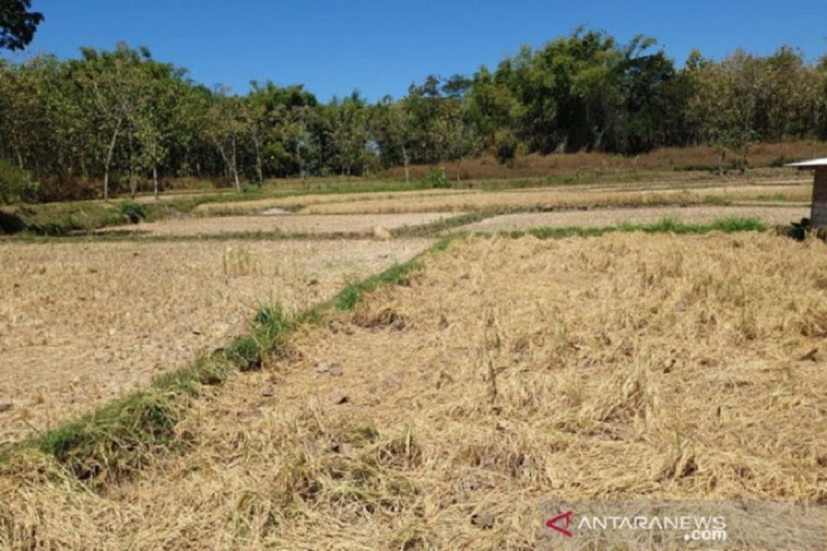 Kementerian Pertanian turunkan tim antisipasi kekeringan di sentra produksi padi
