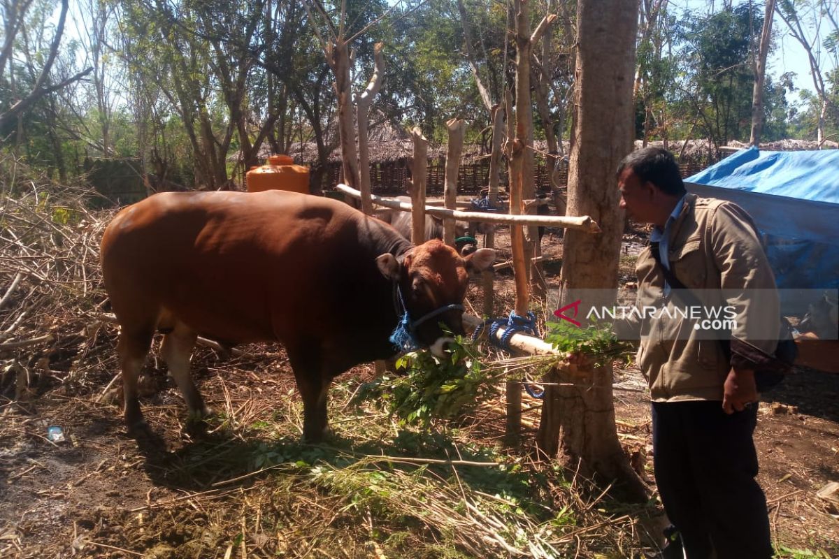 Payakumbuh antisipasi penyembelihan sapi betina