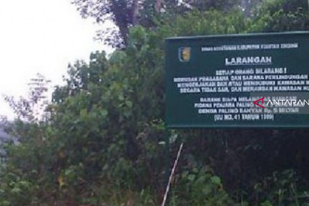619 pelari  mengadopsi 1.171 pohon di hutan Indonesia