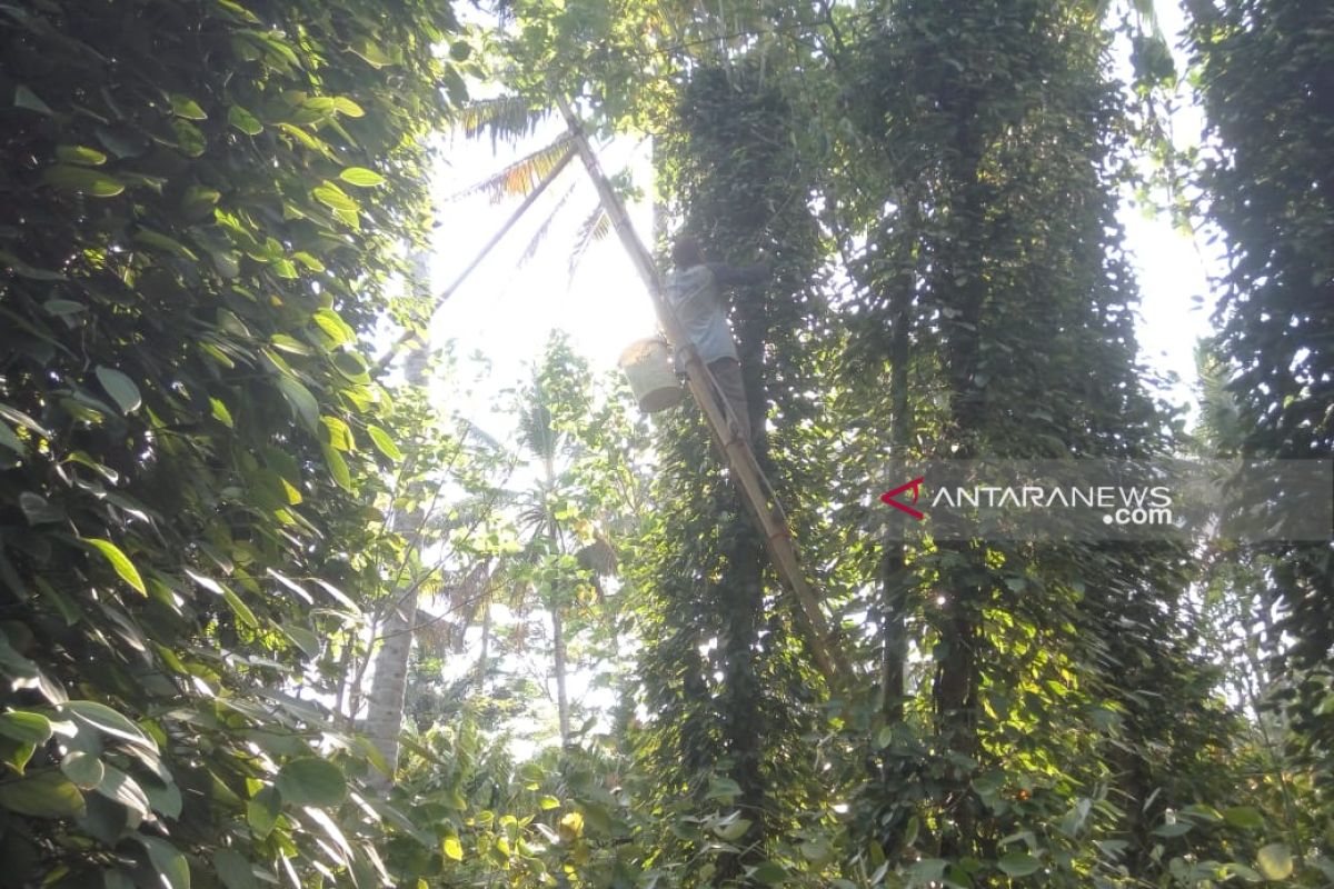 Lampung Timur Panen Lada