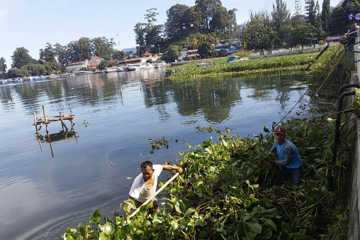 Water hyacinth and concept of Lake Toba's tourism sustainability