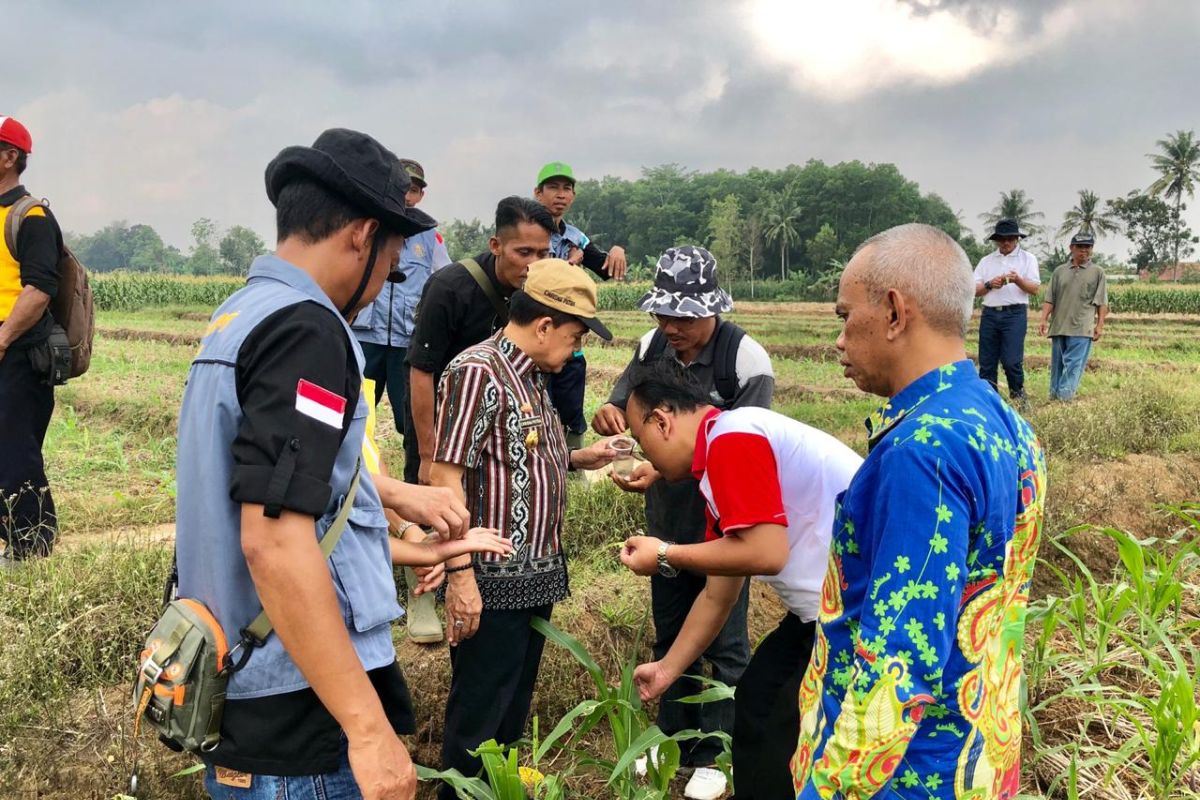 Penanganan hama ulat  harus segera dilakukan agar tidak menyebar ke tempat lainnya