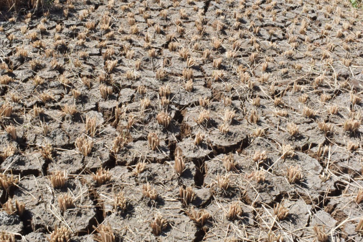 Seluas 1.992 hektare lahan padi di DIY puso akibat kekeringan