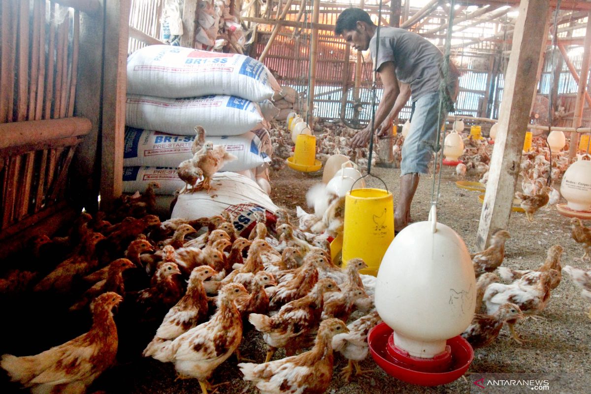 Harga ayam potong di Baturaja Sumatera Selatan anjlok