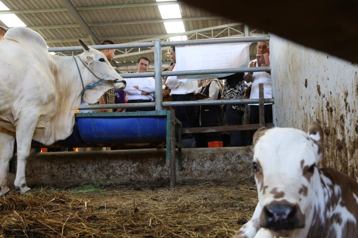 populasi sapi potong  meningkat signifikan setiap tahun